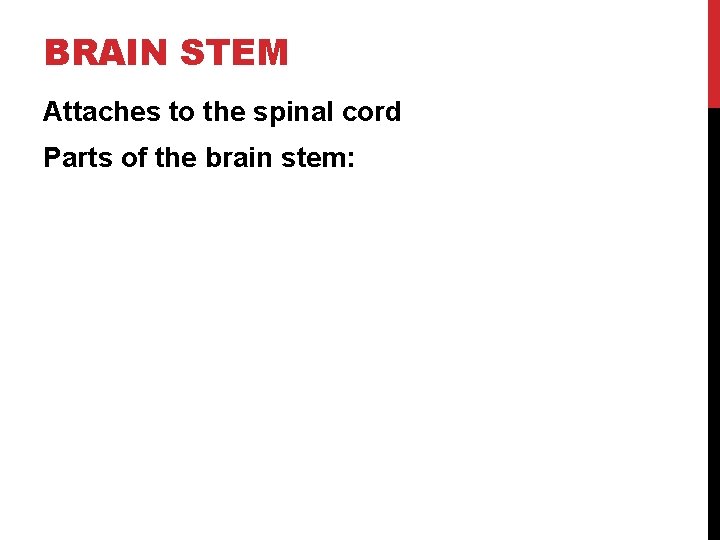 BRAIN STEM Attaches to the spinal cord Parts of the brain stem: 