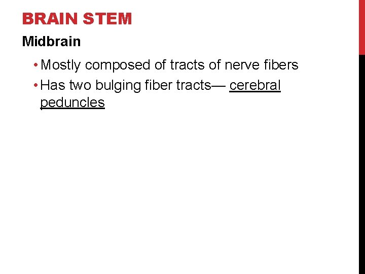 BRAIN STEM Midbrain • Mostly composed of tracts of nerve fibers • Has two