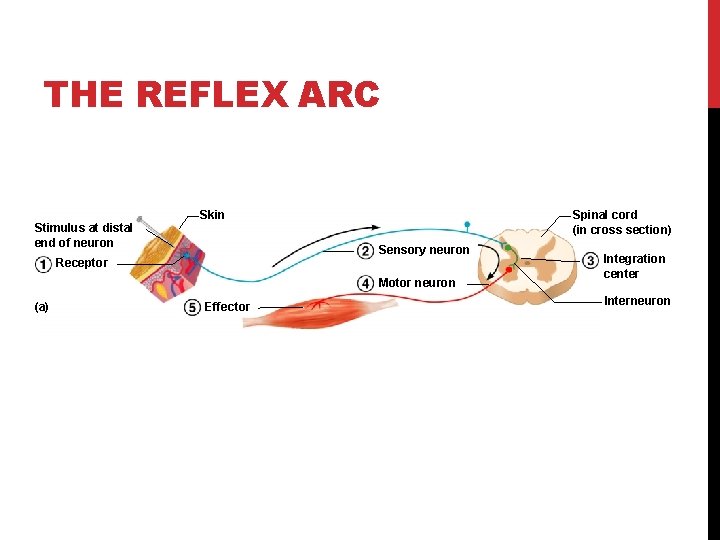 THE REFLEX ARC Skin Stimulus at distal end of neuron Spinal cord (in cross