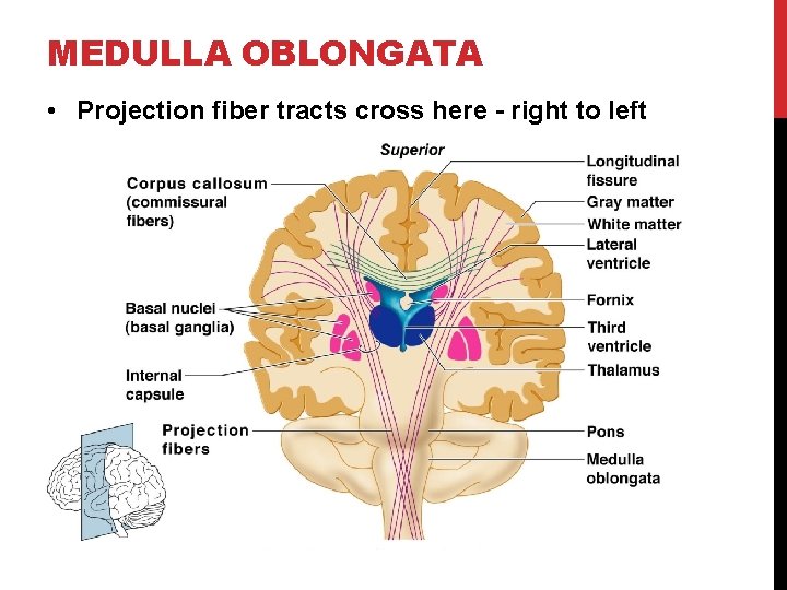 MEDULLA OBLONGATA • Projection fiber tracts cross here - right to left 