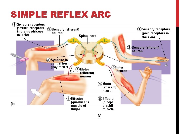 SIMPLE REFLEX ARC Sensory receptors (stretch receptors in the quadriceps muscle) Sensory receptors (pain