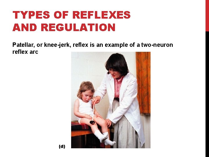 TYPES OF REFLEXES AND REGULATION Patellar, or knee-jerk, reflex is an example of a