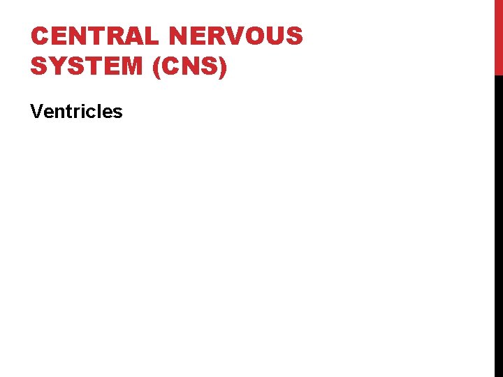 CENTRAL NERVOUS SYSTEM (CNS) Ventricles 