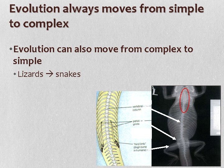 Evolution always moves from simple to complex • Evolution can also move from complex