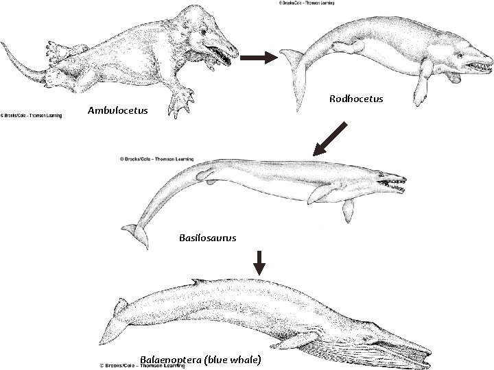 Rodhocetus Ambulocetus Basilosaurus Balaenoptera (blue whale) 