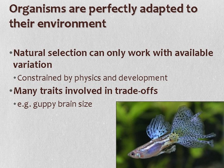 Organisms are perfectly adapted to their environment • Natural selection can only work with