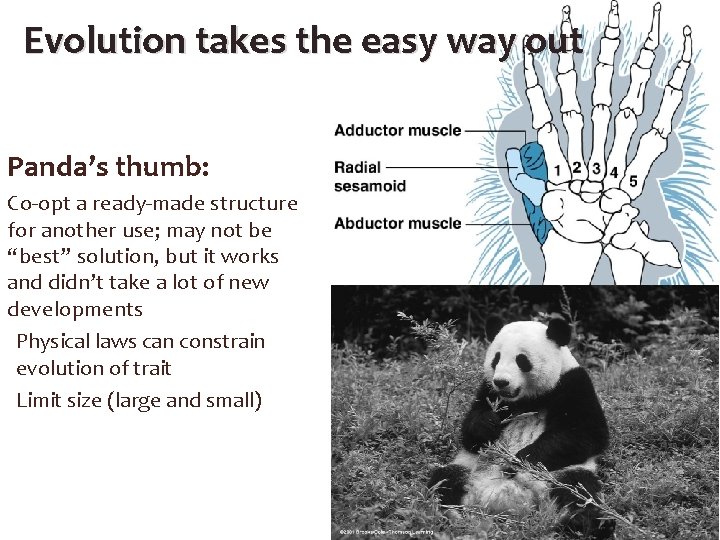 Evolution takes the easy way out Panda’s thumb: Co-opt a ready-made structure for another