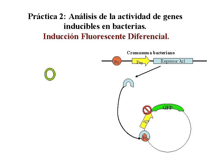 Práctica 2: Análisis de la actividad de genes inducibles en bacterias. Inducción Fluorescente Diferencial.