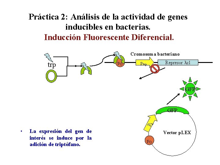 Práctica 2: Análisis de la actividad de genes inducibles en bacterias. Inducción Fluorescente Diferencial.
