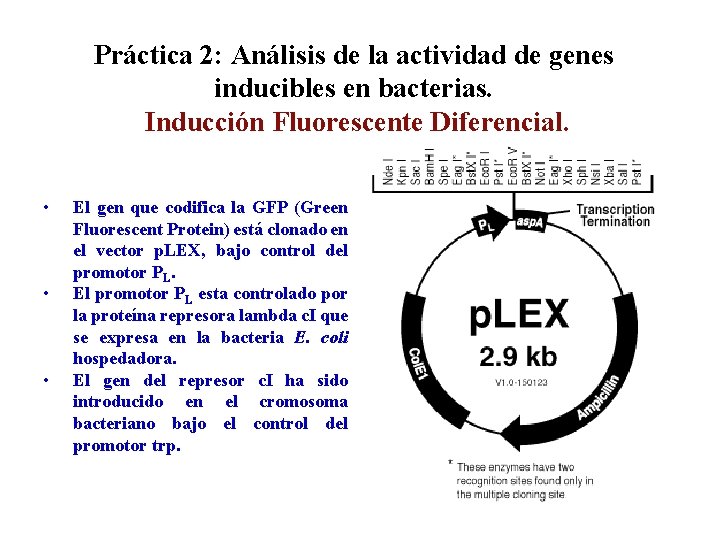Práctica 2: Análisis de la actividad de genes inducibles en bacterias. Inducción Fluorescente Diferencial.