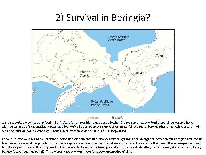 2) Survival in Beringia? S. subsecundum may have survived in Beringia. It is not