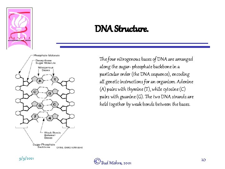 DNA Structure. The four nitrogenous bases of DNA are arranged along the sugar- phosphate