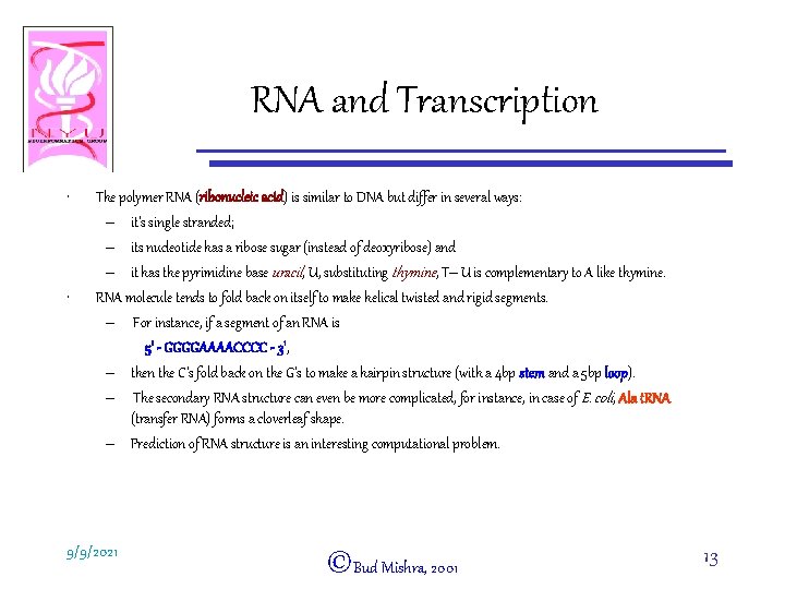 RNA and Transcription • • The polymer RNA (ribonucleic acid) is similar to DNA