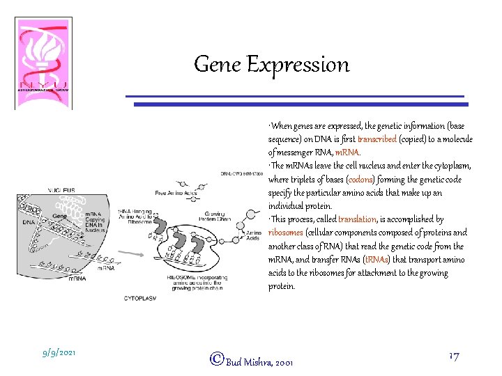 Gene Expression • When genes are expressed, the genetic information (base sequence) on DNA