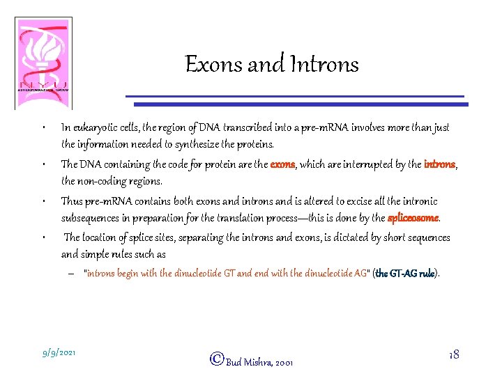 Exons and Introns • • In eukaryotic cells, the region of DNA transcribed into