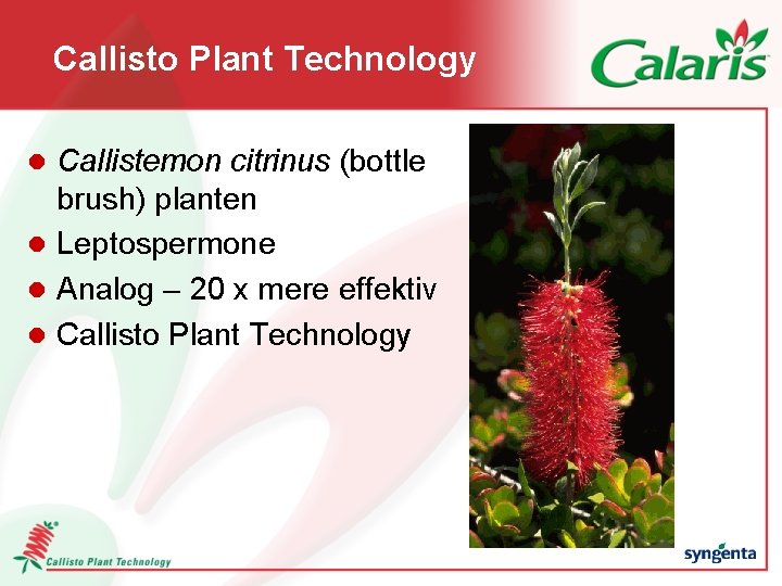 Callisto Plant Technology Callistemon citrinus (bottle brush) planten l Leptospermone l Analog – 20