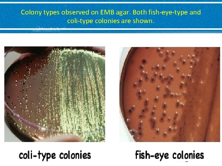 Colony types observed on EMB agar. Both fish-eye-type and coli-type colonies are shown. 