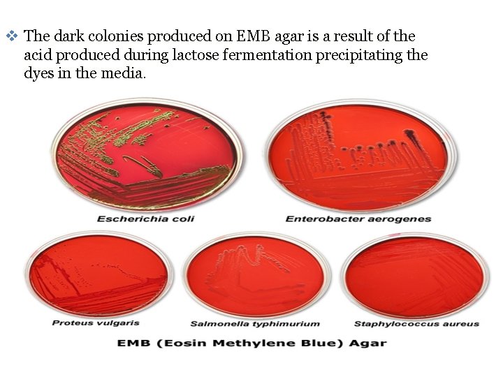 v The dark colonies produced on EMB agar is a result of the acid