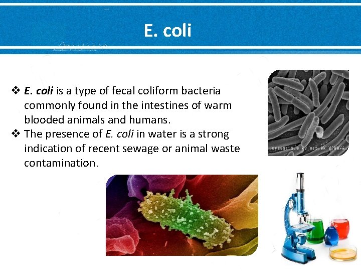 E. coli v E. coli is a type of fecal coliform bacteria commonly found