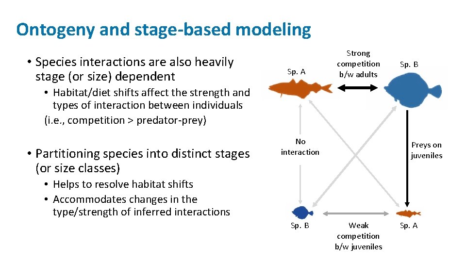 Ontogeny and stage-based modeling • Species interactions are also heavily stage (or size) dependent