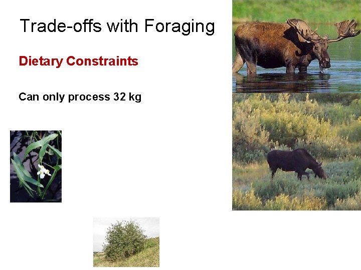 Trade-offs with Foraging Dietary Constraints Can only process 32 kg 