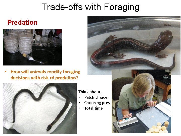 Trade-offs with Foraging Predation • How will animals modify foraging decisions with risk of