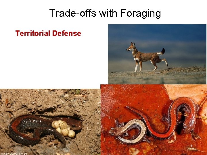 Trade-offs with Foraging Territorial Defense 