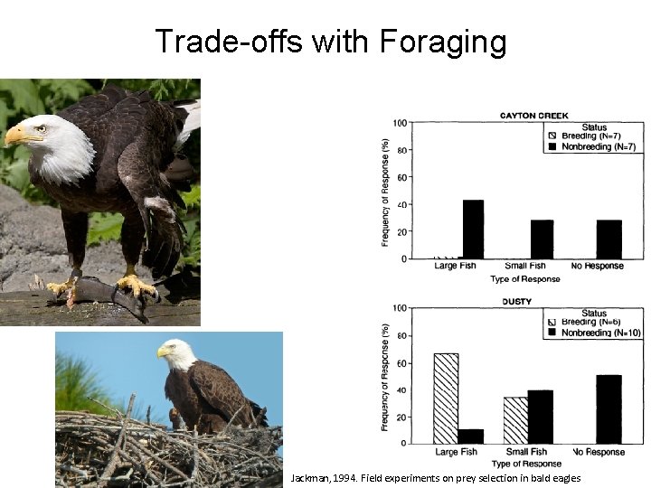 Trade-offs with Foraging Jackman, 1994. Field experiments on prey selection in bald eagles 17