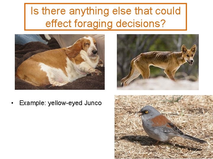 Is there anything else that could effect foraging decisions? • Example: yellow-eyed Junco 