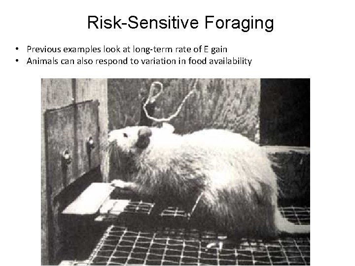 Risk-Sensitive Foraging • Previous examples look at long-term rate of E gain • Animals