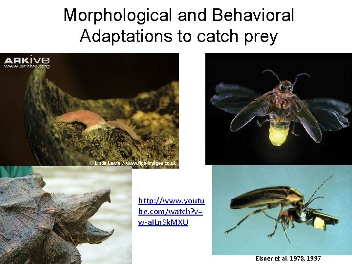 Morphological and Behavioral Adaptations to catch prey http: //www. youtu be. com/watch? v= w-a.