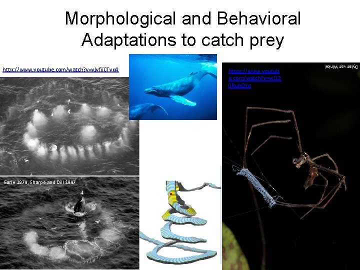 Morphological and Behavioral Adaptations to catch prey http: //www. youtube. com/watch? v=v. Jvfji. CTvq