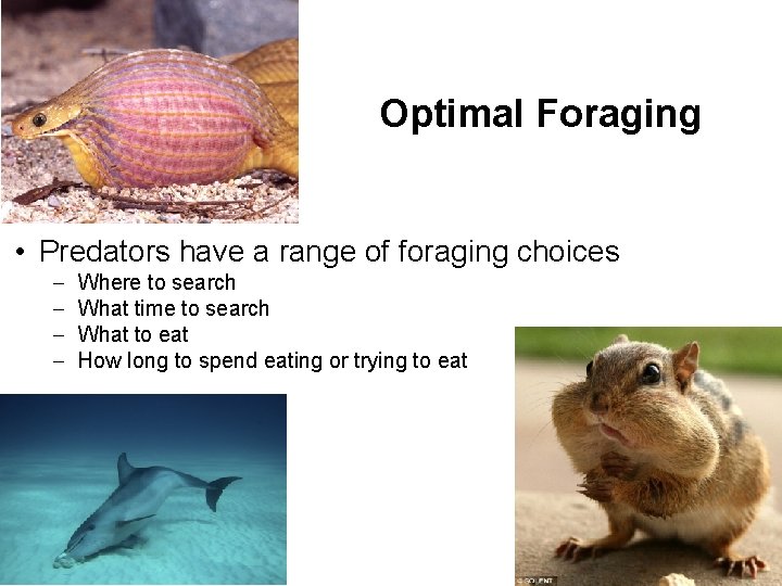 Optimal Foraging • Predators have a range of foraging choices – – Where to