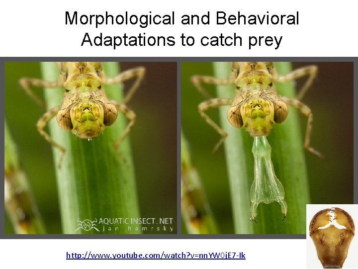 Morphological and Behavioral Adaptations to catch prey http: //www. youtube. com/watch? v=nn. YW 0