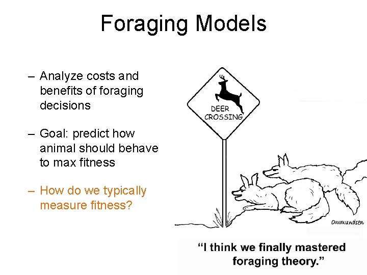 Foraging Models – Analyze costs and benefits of foraging decisions – Goal: predict how