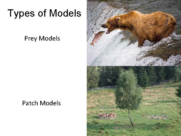 Types of Models Prey Models Patch Models 