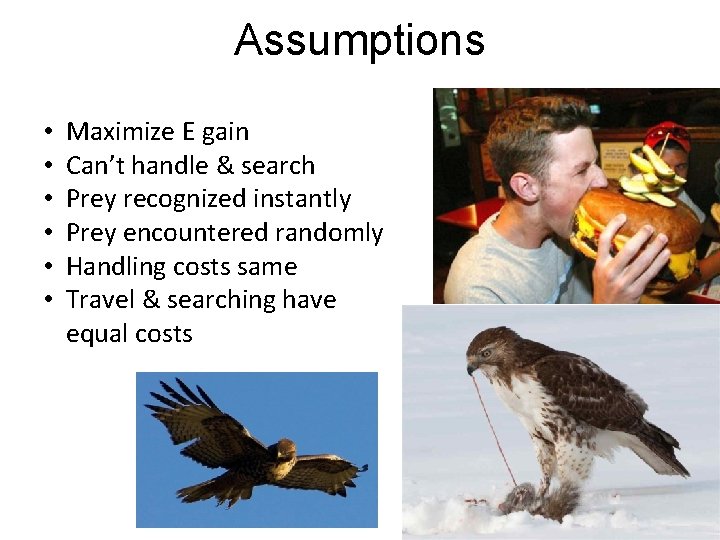 Assumptions • • • Maximize E gain Can’t handle & search Prey recognized instantly