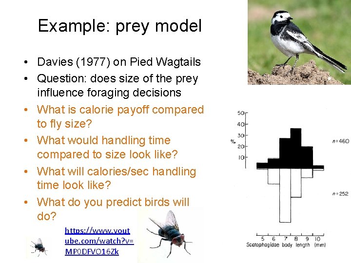 Example: prey model • Davies (1977) on Pied Wagtails • Question: does size of