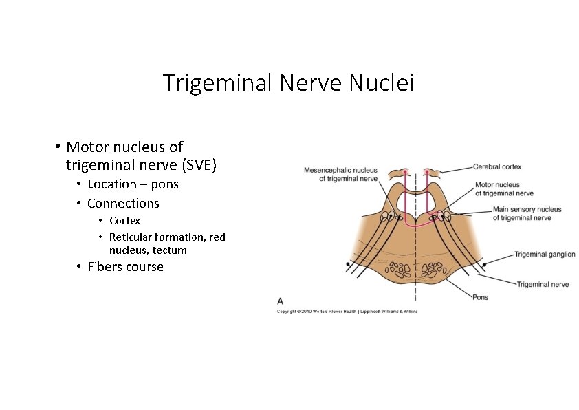 Trigeminal Nerve Nuclei • Motor nucleus of trigeminal nerve (SVE) • Location – pons