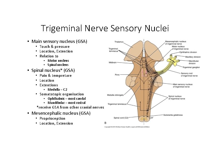 Trigeminal Nerve Sensory Nuclei • Main sensory nucleus (GSA) • Touch & pressure •