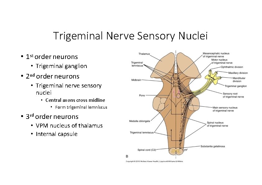 Trigeminal Nerve Sensory Nuclei • 1 st order neurons • Trigeminal ganglion • 2