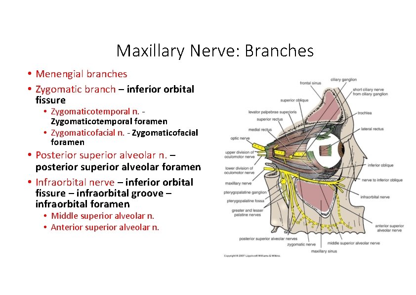 Maxillary Nerve: Branches • Menengial branches • Zygomatic branch – inferior orbital fissure •