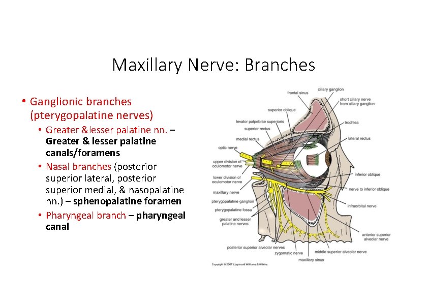 Maxillary Nerve: Branches • Ganglionic branches (pterygopalatine nerves) • Greater &lesser palatine nn. –