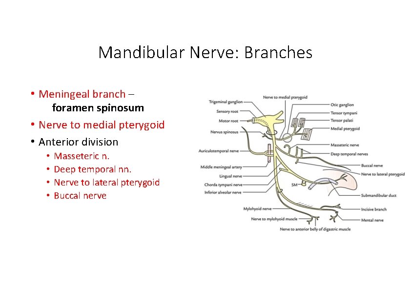 Mandibular Nerve: Branches • Meningeal branch – foramen spinosum • Nerve to medial pterygoid