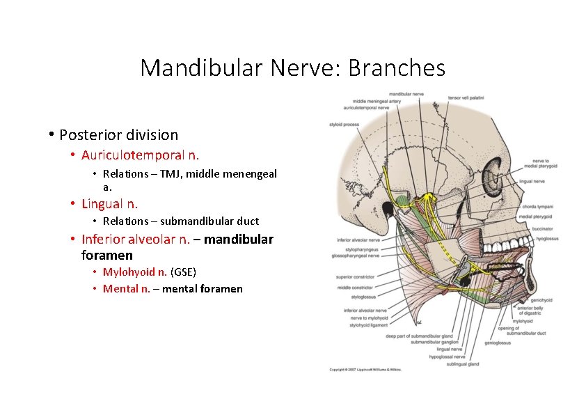 Mandibular Nerve: Branches • Posterior division • Auriculotemporal n. • Relations – TMJ, middle