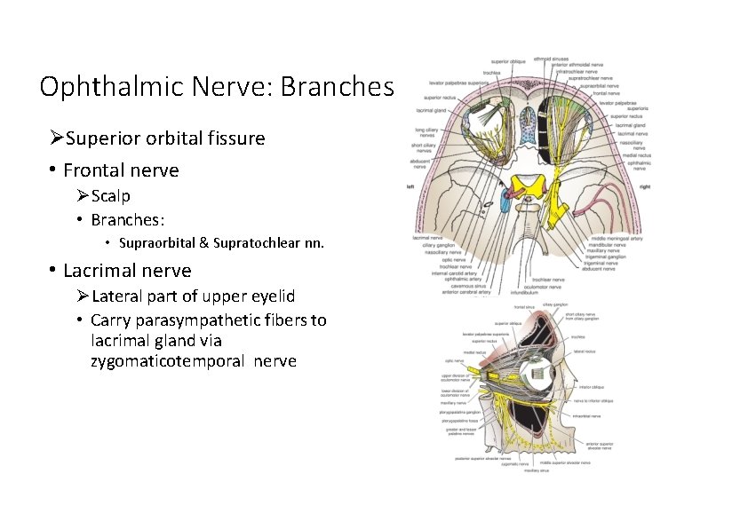 Ophthalmic Nerve: Branches Superior orbital fissure • Frontal nerve Scalp • Branches: • Supraorbital