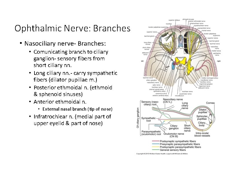 Ophthalmic Nerve: Branches • Nasociliary nerve‐ Branches: • Comunicating branch to ciliary ganglion‐ sensory