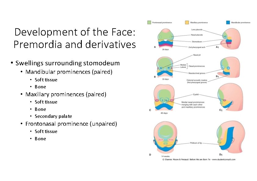 Development of the Face: Premordia and derivatives • Swellings surrounding stomodeum • Mandibular prominences