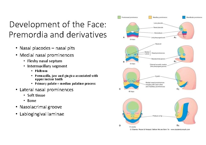 Development of the Face: Premordia and derivatives • Nasal placodes – nasal pits •