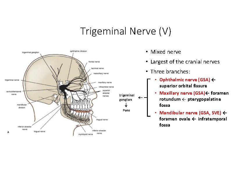 Trigeminal Nerve (V) • Mixed nerve • Largest of the cranial nerves • Three